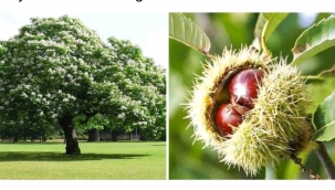 EN YAKIN DOSTLARIMIZ AĞAÇLARIMIZI TANIYALIM