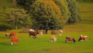 ET MESELESİ OT MESELESİ