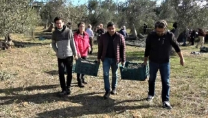 GENÇLER ZEYTİNCİLİĞİ AKADEMİK SEVİYEDE ÖĞRENİYOR 