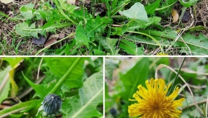 Harika bir potasyum kaynağı : Karahindiba 