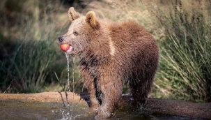 ISLAHÇI AYILAR VE TÜRKLERDE MEYVENİN ATASI