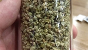 KEKİK NEDİR? DÜNYA BUNU NEDEN GİZLİYOR ?