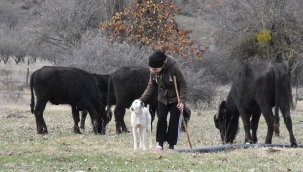 Liseli satranç şampiyonu Melek, hayvancılıkla uğraşan ailesine de destek oluyor