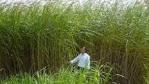 MISIRDAN 5 KAT DAHA VERİMLİ YEM BİTKİSİ MARALFALFA