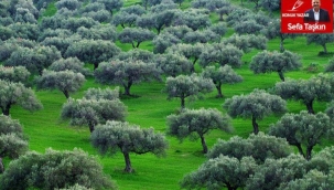 Neden kutsaldır zeytin ağacı?