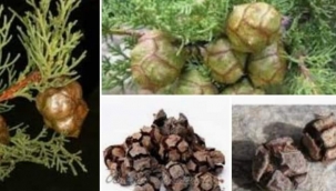 ORMANA ORMAN AĞACI DİKİLİR NOKTA! 