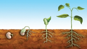 SADECE 8 SANİYE - TOHUMDAN BİTKİYE