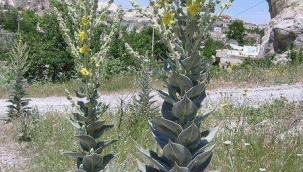 SIĞIR KUYRUĞU MUCİZESİ 