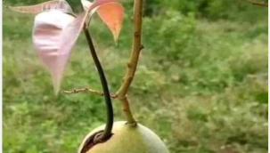 BU TOHUMU SİZ EKEBİLİR MİSİNİZ..?