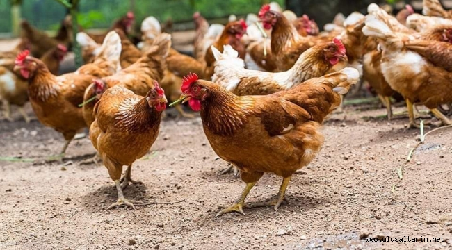 "Gezen Tavuk"  nerede gezmeli ?