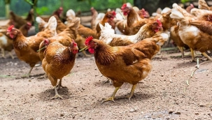 "Gezen Tavuk" nerede gezmeli ? 