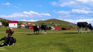 HAYVANCILIK DESTEKLEMELERİ UYGULAMA
