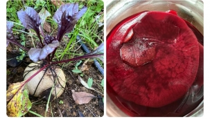 Kırmızı pancar kaç hayat kurtarır?