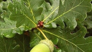 MEŞE YAPRAĞI MUCİZESİ 