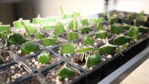 Ordu tıbbi ve aromatik bitki yetiştiriciliğinde öne çıkacak