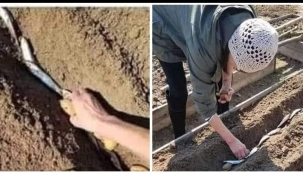 Sardalya ile patates yetiştiriciliği... 