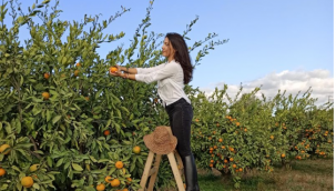 Sevgiyle üretilen mandalina "En İyi Mandalina Yarışması"nda 1.'lik ödülüne hak kazandı