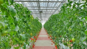  Topraksız tarım gıda sorunuyla mücadelede en etkin silah olabilir