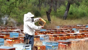 Üreticilerden çam balı için acil eylem planı talebi