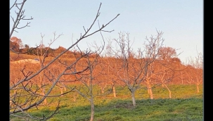 10 MADDE'DE FİĞ ÖRTÜ BİTKİSİ YARARLARI