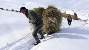 AĞRI'DA BESİCİLER KIZAKLARLA OT TAŞIYARAK HAYVANLARINI BESLİYOR