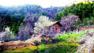 Bir tohumla başlayan bağımsızlık türküsü…