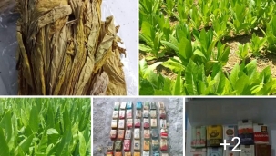 DÜNYANIN EN İYİ TÜTÜNÜ 