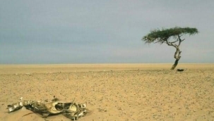 DÜNYANIN EN YANLIZ AĞACI 