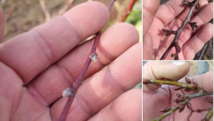 FELAKET TOMURCUKLARI