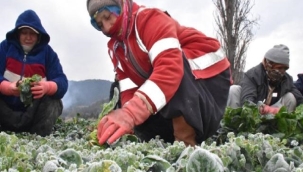GÜNLÜK 45 TON ISPANAK HASAT EDİYORLAR