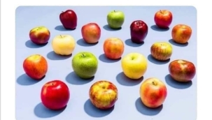 Her parlak elma Pamuk Prenses'in yediği elma mıdır?