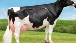 HOLSTEİN (SİYAH-ALACA) IRKI SIĞIR
