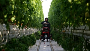 Kara kışta ürettiği domatesleri Avrupa'ya pazarlıyor