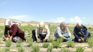 KEKİK ÜRETİYORLAR, DAHA HASAT ETMEDEN SATIYORLAR