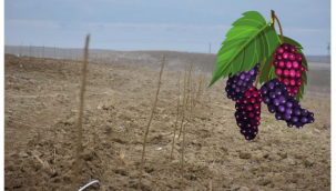  Malatya'da zirai don nedeniyle verim alınamayan alanlara dut bahçeleri kuruluyor