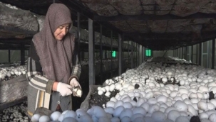 MANTAR ÇİFTLİĞİ KURAN EV HANIMI HASAT BAŞI 10 BİN TL KAZANIYOR