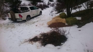 MEDENİYETE BİTİŞİK YABAN YEMLEME