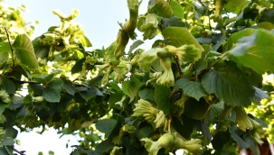 S.S. FINDIK TARIM SATIŞ KOOPERATİFLERİ BİRLİĞİ ( FİSKOBİRLİK ) 