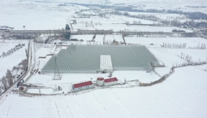 Soğuğuyla ünlü Sivas'ta jeotermal serada yetiştirilen domatesler Avrupa'ya satılıyor