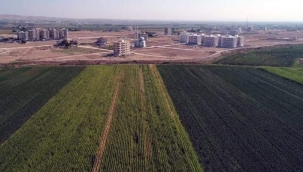 TARIM ARAZİLERİ YOK OLDUKÇA... 