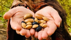 TOHUMLARIN YOLCULUĞU