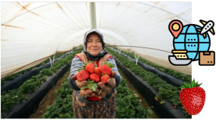 Türkiye 2021'de 46 milyon dolarlık çilek ihraç etti