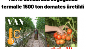 Van'ın dondurucu soğuğunda termalle 1500 ton domates üretildi