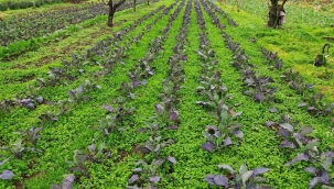 Yabani otları biçip toprakta bırakmada 5. yıl.. 