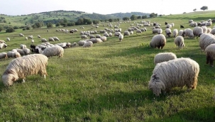 "YÜN" Ne Büyük Nimetmiş Meğer.. 