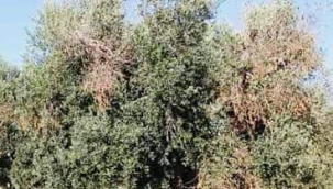 ZEYTİN AĞAÇLARINI TEHDİT EDEN YENİ BİR HASTALIK