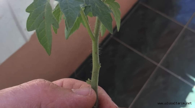 Arşivlik Bilgi.. VİYOLE TOHUM EKİMİ