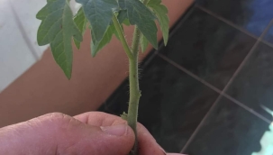 Arşivlik Bilgi.. VİYOLE TOHUM EKİMİ