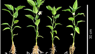  BİTKİ BESLEMEDE VANADYUM ELEMENTİNİN ETKİLERİ: