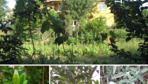 Bizler Bu Bahçenin Ağaçlarıyız...